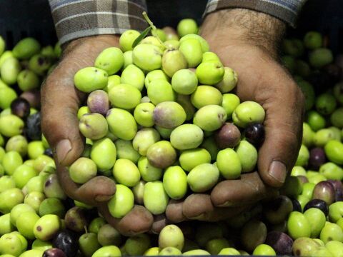 Taze Kırmalık Yeşil Zeytin (Mut Tipi) 5Kg. No:4