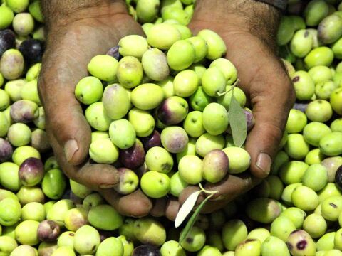 Taze Çizmelik Yeşil Zeytin (Mut Tipi) 5Kg. No:3